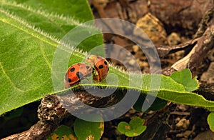 A couple of ladybugs mating on green leaf