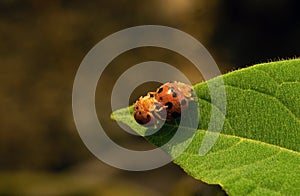 A couple of ladybugs mating on a sunny morning