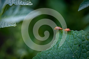 Couple of ladybugs on a Pumpkin leaves over green background