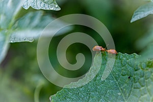 Couple of ladybugs on a Pumpkin leaves over green background