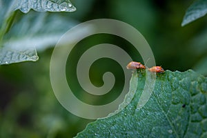 Couple of ladybugs on a Pumpkin leaves over green background