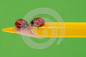 Couple of ladybugs on a yellow pencil