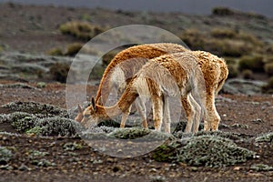 Couple of a lamas captured in Ecuador