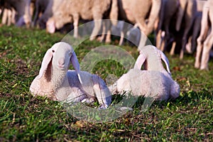 A couple of lamb brothers