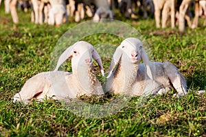 A couple of lamb brothers