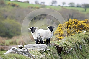 Couple of lambs