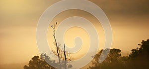 Couple Large Cuckooshrike mating on the branch