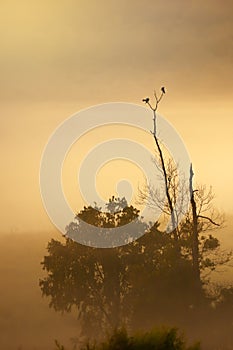 Couple Large Cuckooshrike mating on the branch