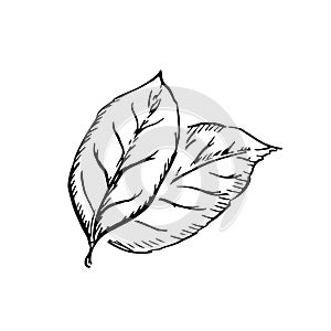 Couple of leaves in classic engraving style isolated on white