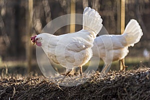 Couple of Leghorn chicken in a free range farm.