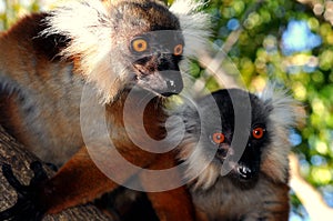 Couple of Lemuri photo