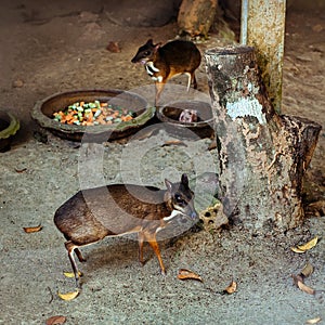 Couple of Lesser Mouse Deer