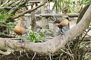 The Couple Lesser Whistling Duck (Dendrocygna javanica)