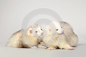 Couple of light fur ferrets on background in studio