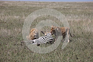 Couple lion eating zebra wild dangerous mammal africa savannah Kenya