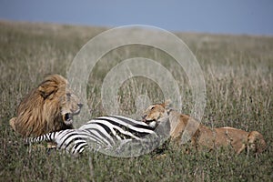 Couple lion eating zebra wild dangerous mammal africa savannah Kenya