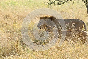 Couple of lion and lioness walking in savannah