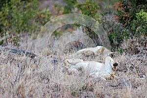 Couple of lionesses laying on their back on the grass in Lewa Wildlife Conservancy, Kenya