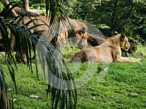 A couple of lions