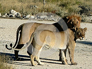 Couple of lions photo