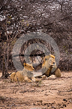 Couple of Lions Lying in Savannah, Kruger Park, South Africa