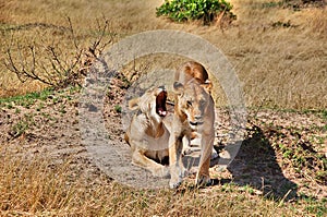 Couple of lions in Masai Mara National Park, Kenya