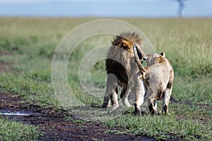 Couple of lions sniffing each other as foreplay during mating season on a sunny day in Kenya