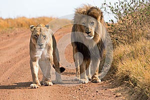 Couple of lions photo