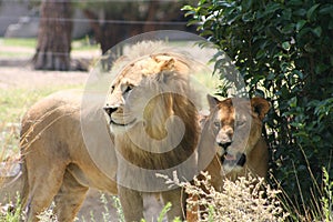 Couple of lions wild life animals in jungle