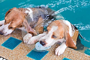 Couple Little beagle dog playing toy in the swimming pool