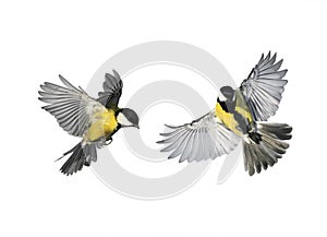 A couple of little birds chickadees flying toward spread its win