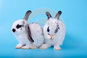 Couple of little black and white bunny rabbit with one clean its foot and the other stay together on blue background