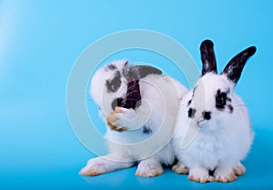 Couple of little black and white bunny rabbit with one clean its foot and the other stay together on blue background