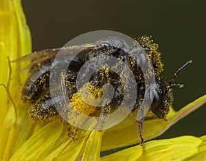 Couple of little honey bees making love into lots of yellow pollen photo