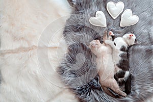 Couple little kittens in love sleep together hug on gray fluffy plaid with heart symbol. 2 two cats comfortably sleep in