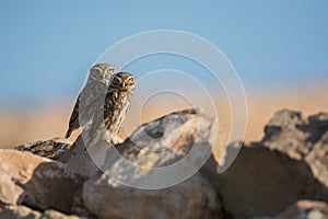 Couple of little owls in the rocks