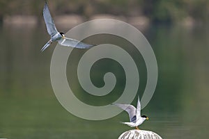 Couple of little tern in breeding season