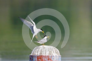 Couple of little tern in breeding season