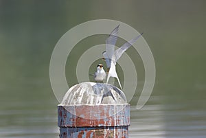 Couple of little tern in breeding season