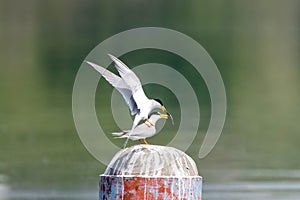 Couple of little tern in breeding season