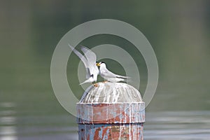 Couple of little tern in breeding season