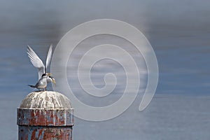 Couple of little tern in a estuary.