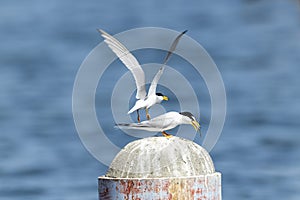 Couple of little tern perching on a iron pole in the river