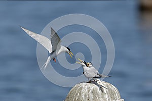 Couple of little tern perching on a iron pole in the river