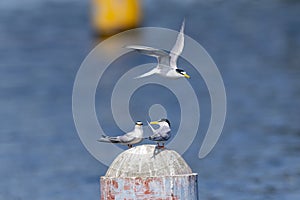 Couple of little tern perching on a iron pole in the river