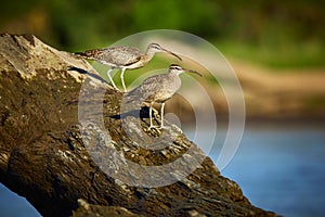 Couple of long-billed curlews Numenius americanus sitting on the wood.