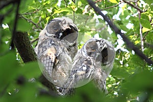 Couple of long eared owls