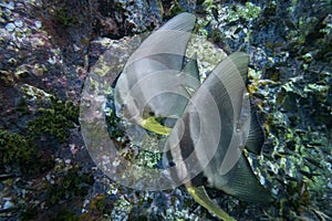 Couple Longfin Batfish swim underwater in deep blue sea with coral reef wall and fish landscape in blue water background seascape