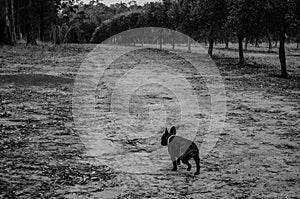 Feeding time with Lorikeets