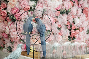 Couple of love birds with a beautiful background of pinl flowers, love concept